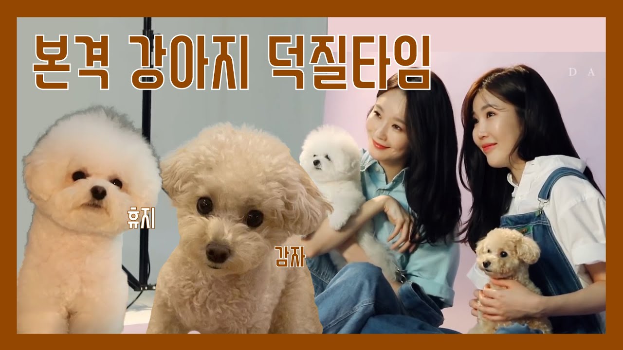 [다비치] X 강아지 케미 (라 쓰고 강아지 영상이라 읽는다)