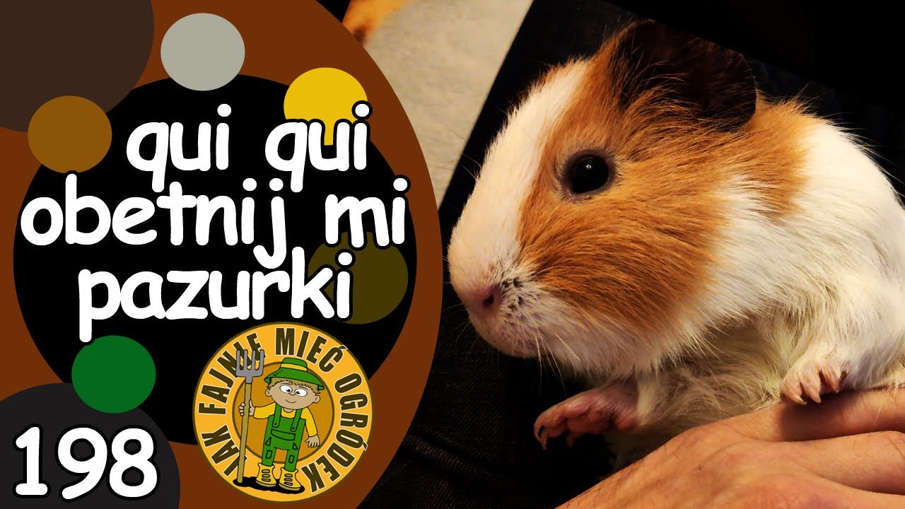 #198 Jak obciąć pazurki śwince morskiej w domu?