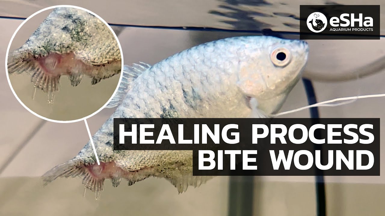 Gourami Fish Healing Process & Recovery After Bite Wound