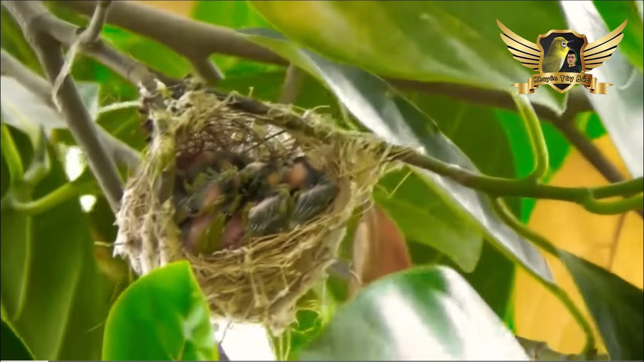 Thăm Tổ Chim Khuyên - Cách Soi Tổ Khuyên Của Mình - Rất Nhiều Tổ Khuyên Đầu Mùa Ở Quê Mình | KTB