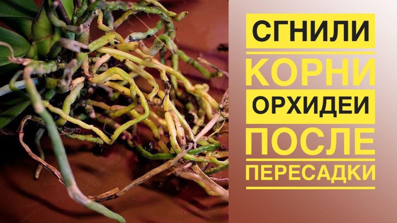 Сгнили корни у орхидеи после пересадки. Почему так происходит?