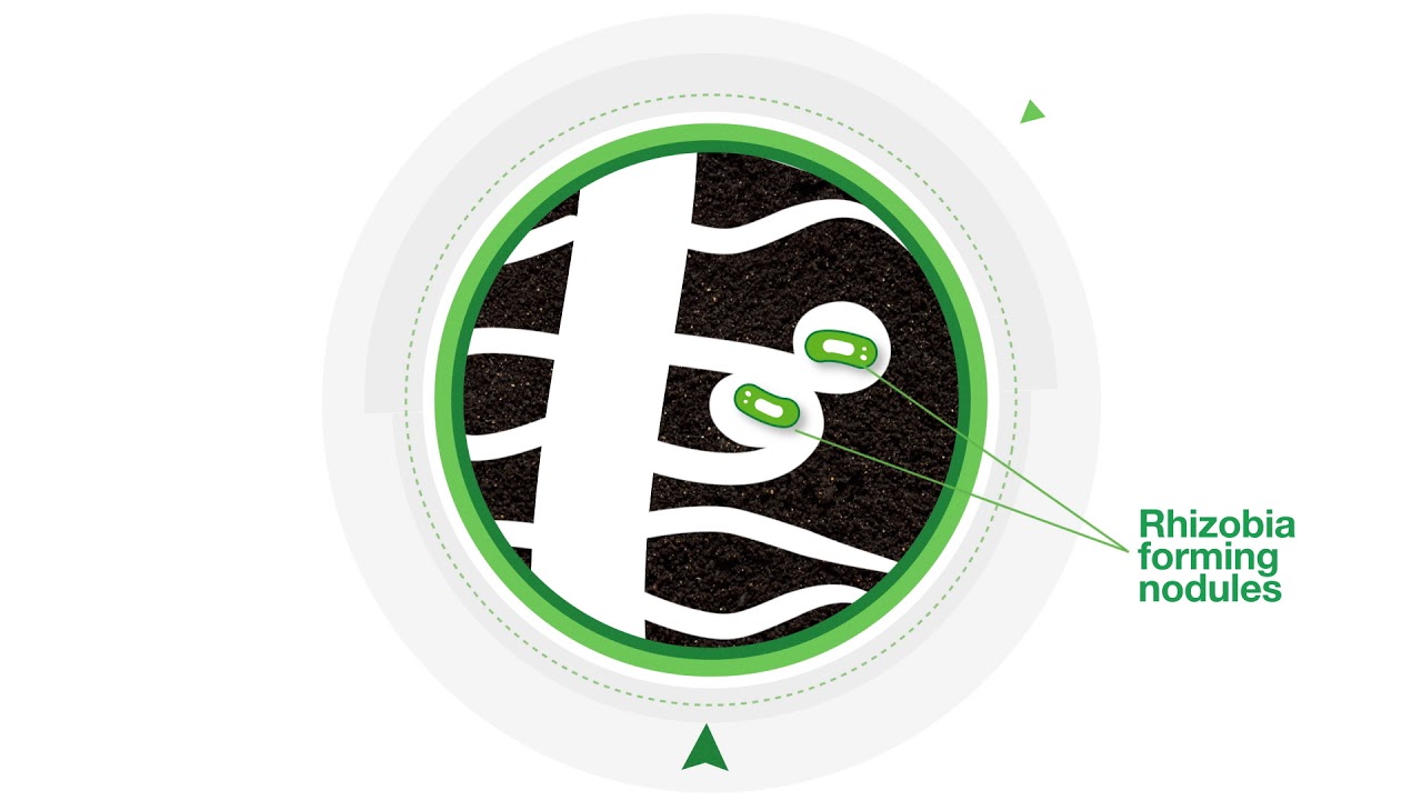 BASF Inoculants   ̶  Maximizing soybean yield with HiCoat&reg; Super and HiStick&reg;