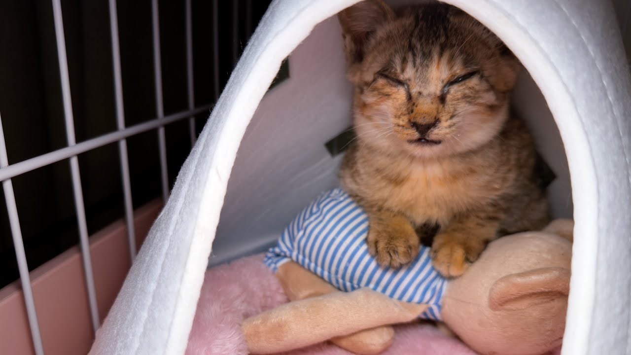 救回家第一天，看見手就咬，第二天看見手就打呼嚕了 ｜西樹 Xishu&Cats