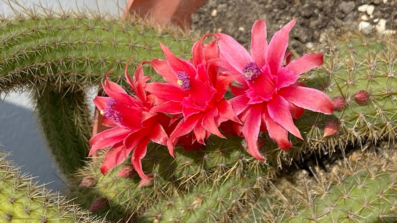 CUIDADOS Y REPRODUCCIÓN DE CLEISTOCACTUS SAMAIPATANUS + TIPS