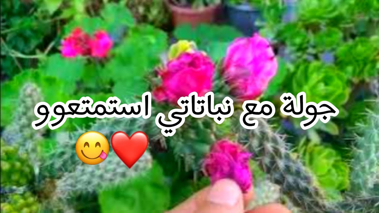 الي طلبو مني جولة مع نباتاتي استمتعو