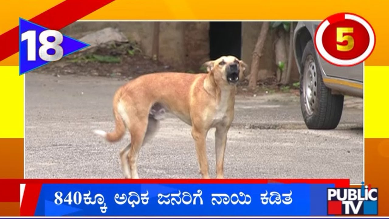 Stray Dogs Have Attacked Over 840 People Since January In Athani | Public TV