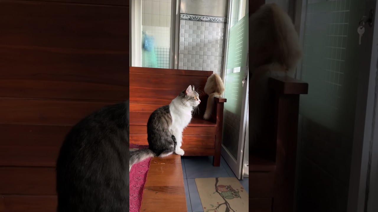 Oyen si tukang kepo 