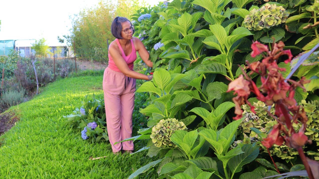 COMO FAÇO A MANUTENÇÃO DO JARDIM DA COZINHA NA FLORESTA