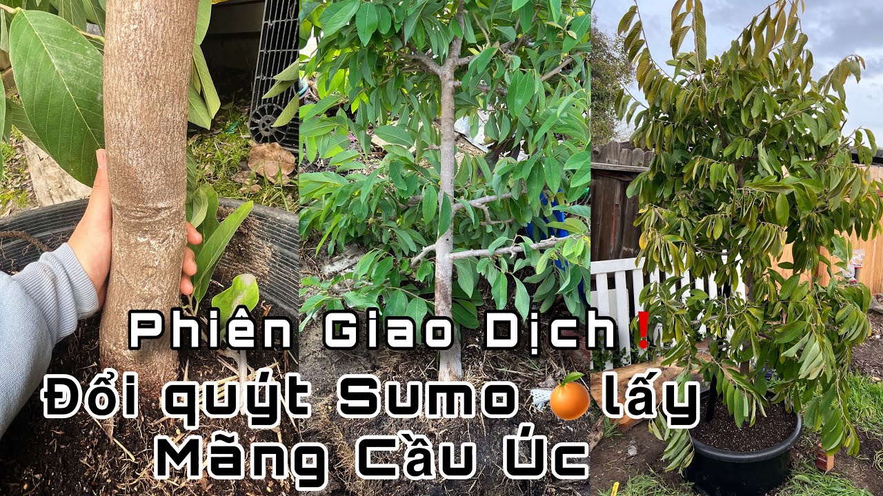 Phiên Giao Dịch Đổi Quýt Sumo🍊Lấy Mãng Cầu Úc Của 2 Cô Cháu 🎉Thành Công Tốt Đẹp 🎊 K047