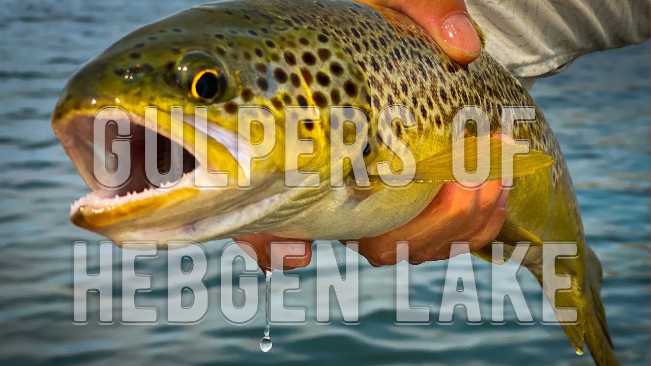 The Gulpers of Hebgen Lake - Catching Big Trout During the Callibaetis Hatch | Fly Fishing Waters