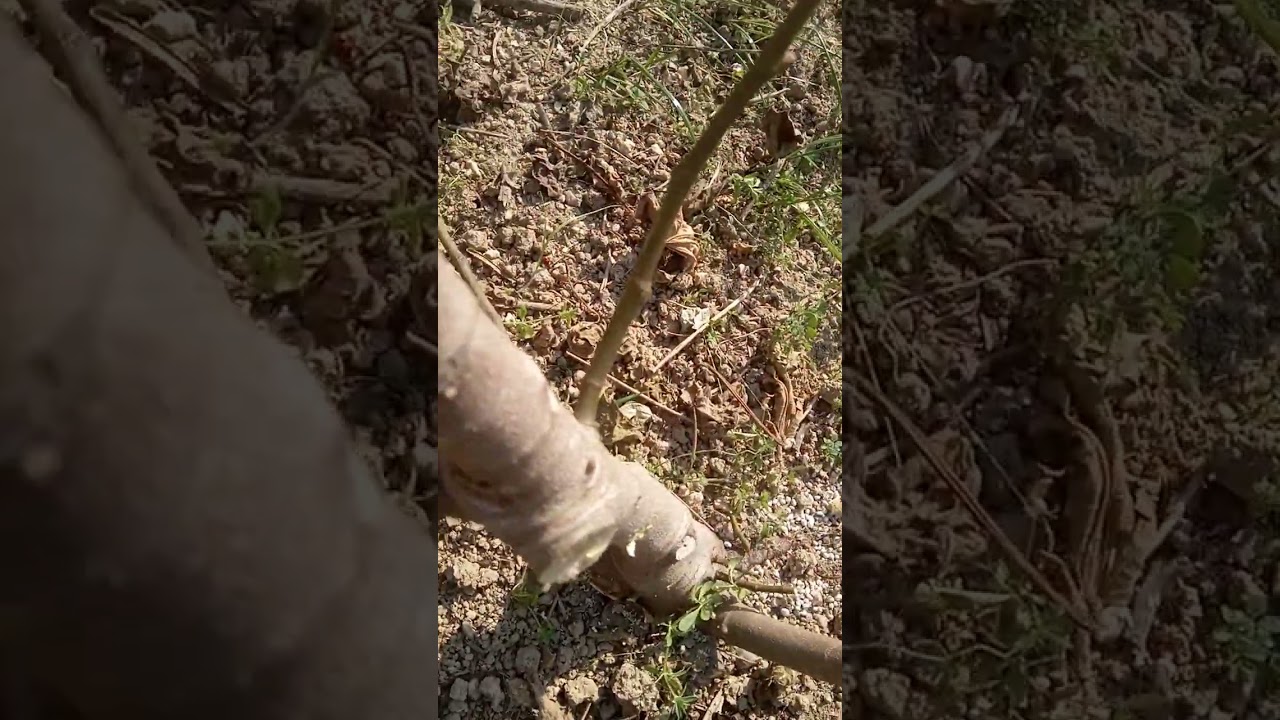 地植えのイチジクを剪定。1．16