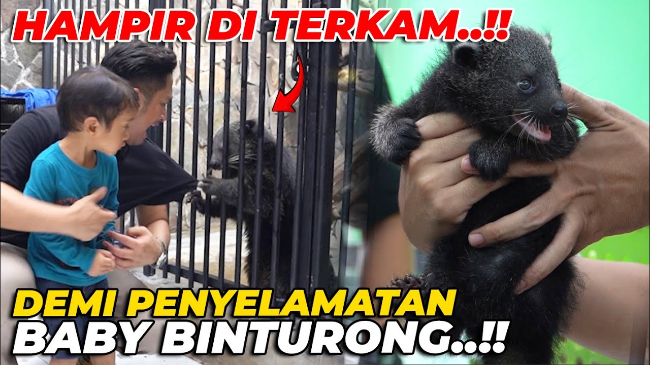 DEMI ANAK BINTURONG, GW HAMPIR DI TERKAM INDUKNYA..!!