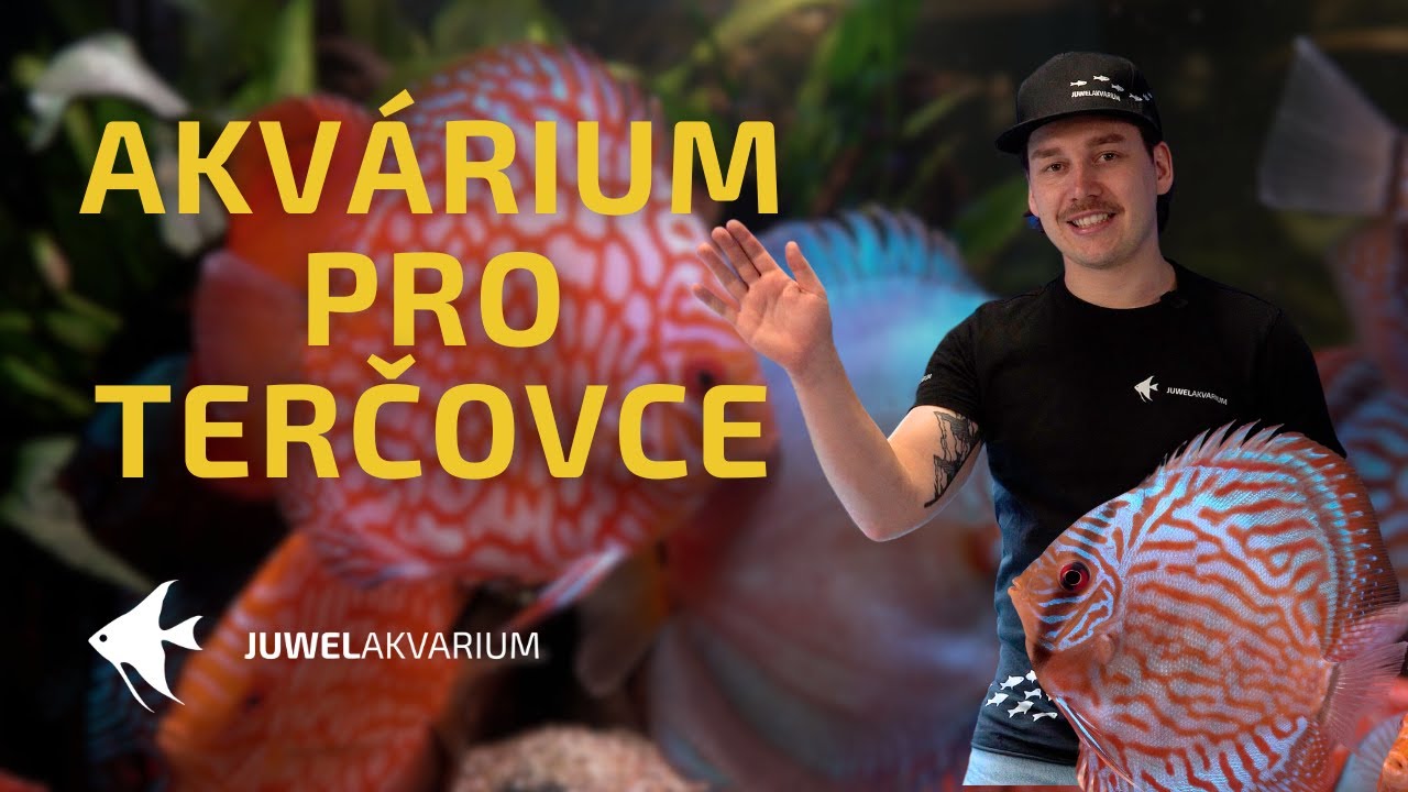 Zakládáme akvárium pro terčovce
