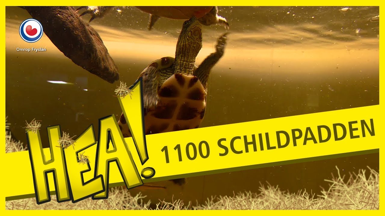 HEA! Gerard en zijn 1100 schildpadden