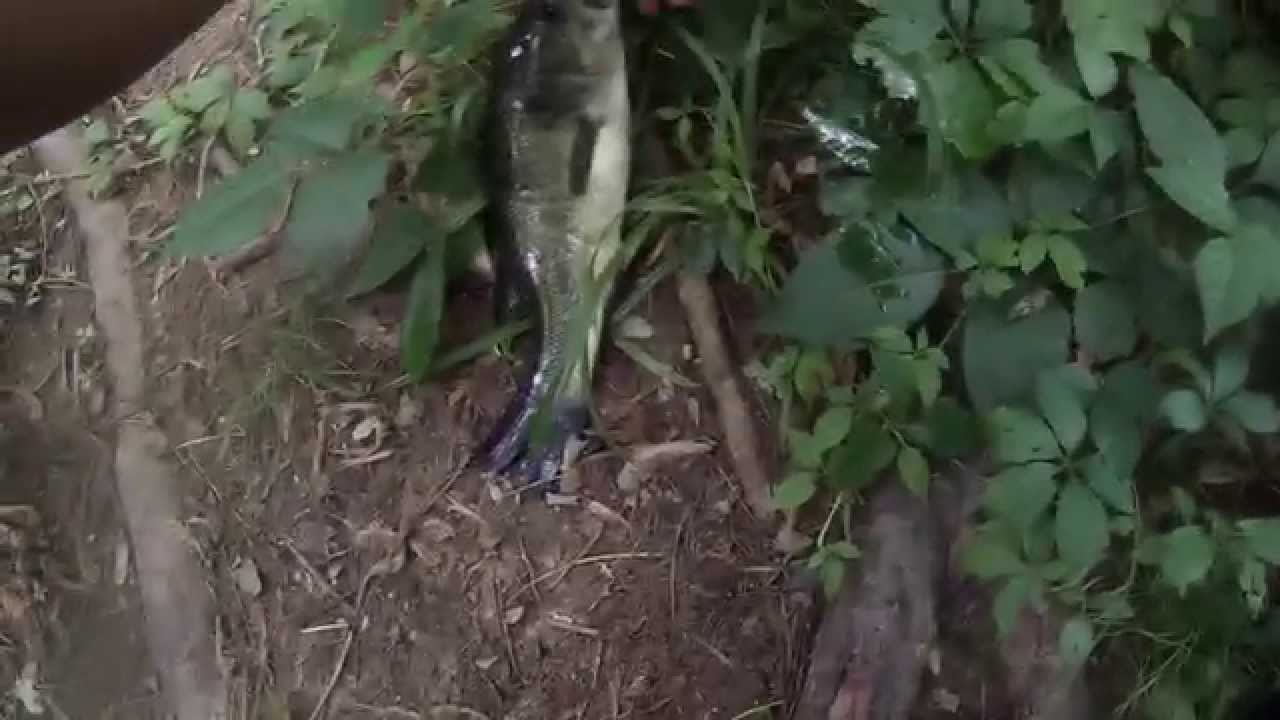 Multi-Species Fishing at Newton Lake & Newton Creek (Collingswood, NJ)