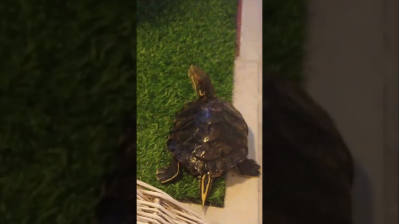 ¡¡CÓMO COMO😃!!! Ya son 21 meses contigo y cuánto disfrutamos, chiquina😘🐢 QUÉ BONITO ES QUERER #pets 