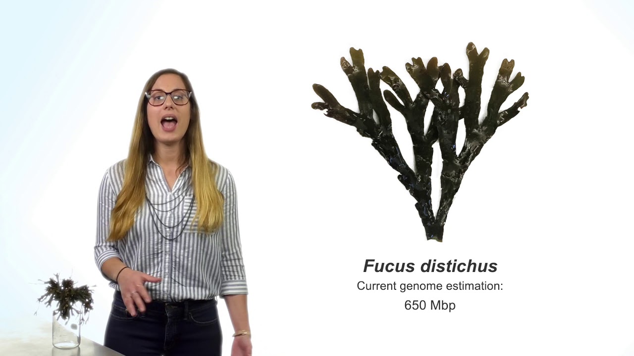 Brown Algae &ndash; Survival of the Fittest