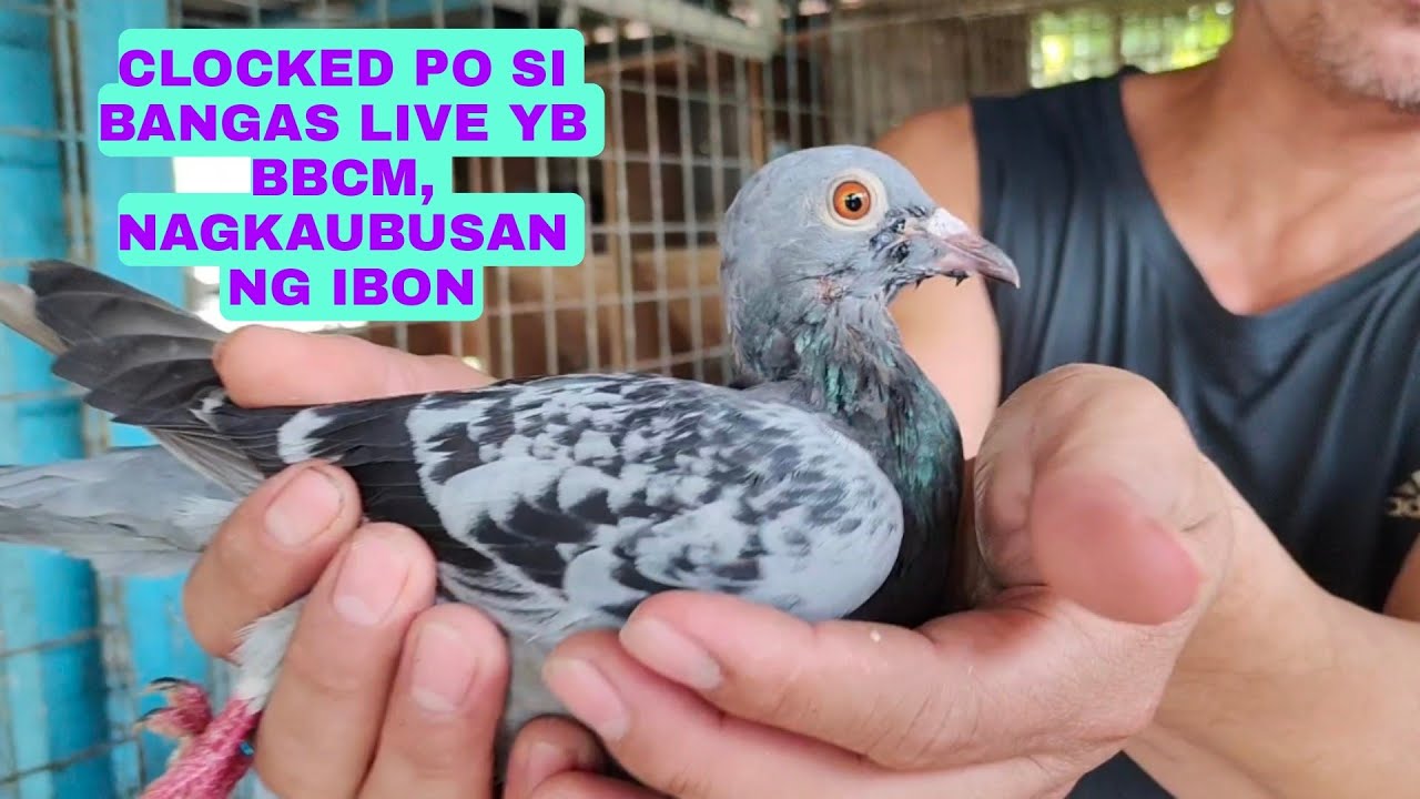  DUGUAN NA IBON NI BAIT LIVE CLOCKED NA...NAGKAUBUSAN NG IBON CUT OFF WPFC NATIN 2 NA LANG SILA