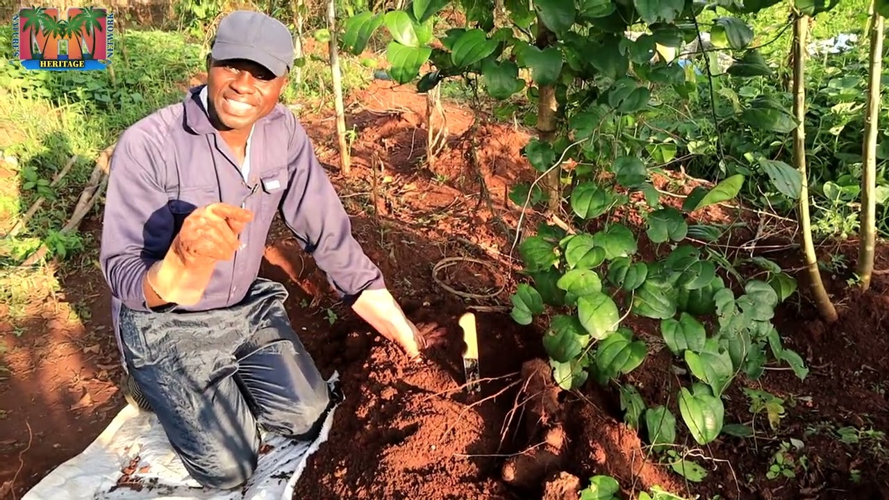 BEST Technique to harvest Yellow yam