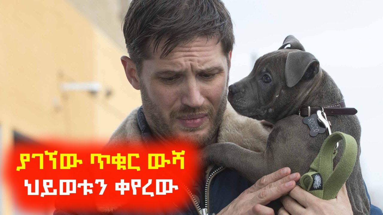 ያገኘው ጥቁር ውሻ ህይወቱን ቀየረው ⚠️ Mert film | Sera film