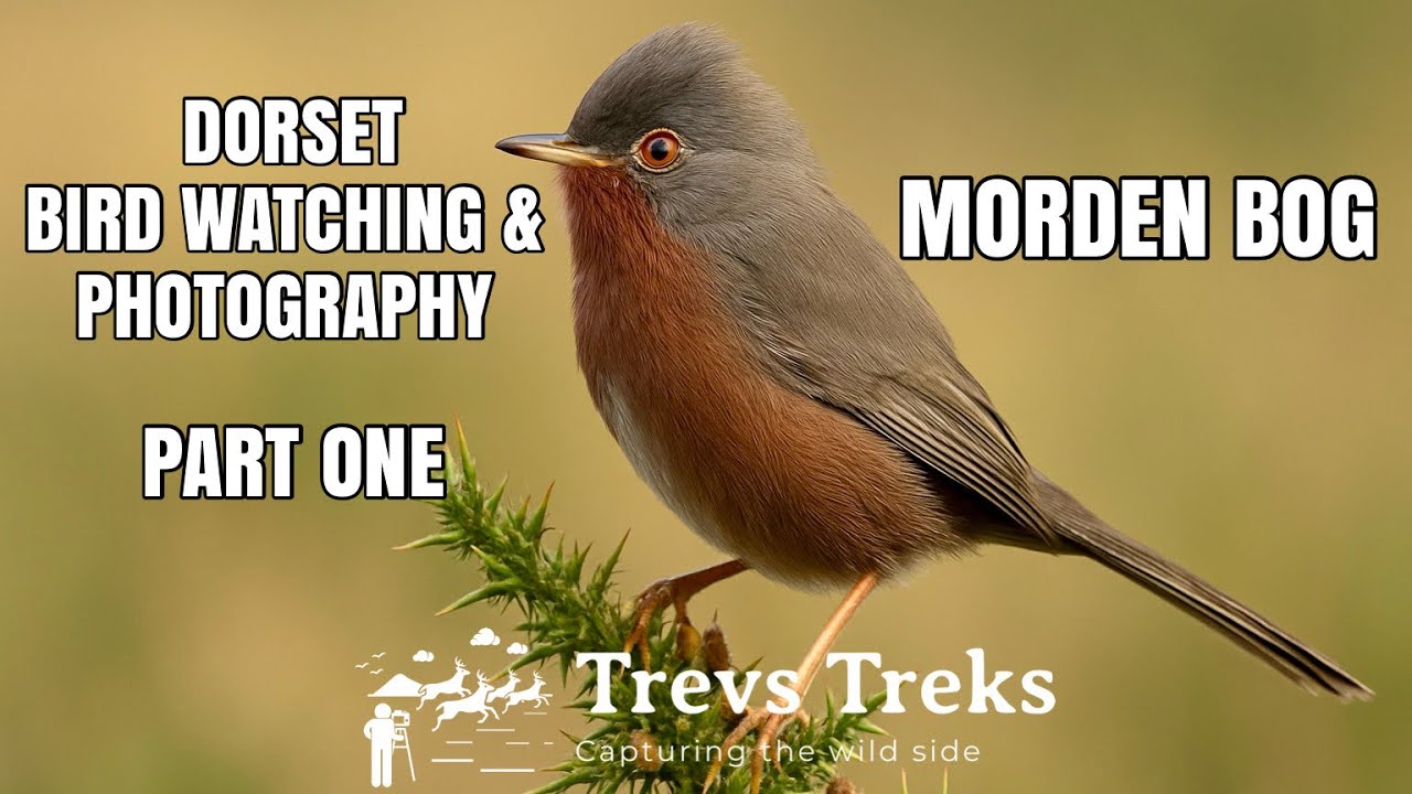 Morden Bog Dorset Bird Watching & Photography Part One Dartford Warbler Canon R7 RF100-500mm