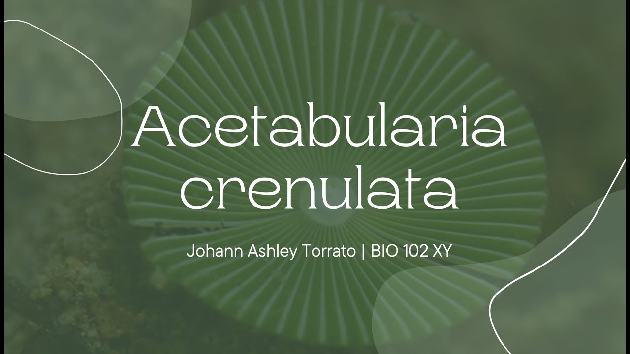 Acetabularia crenulata