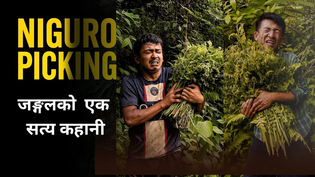  Searching for Niguro: A True Jungle Story – Part 2 || जङ्गलको एक दर्दनाख कहानी।  @MrBeast 