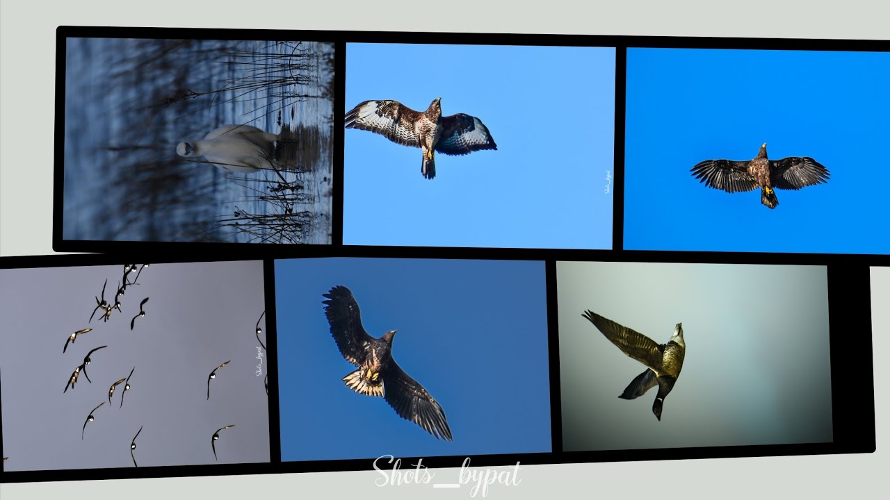 A day of photographing birds at Newtown creek. 