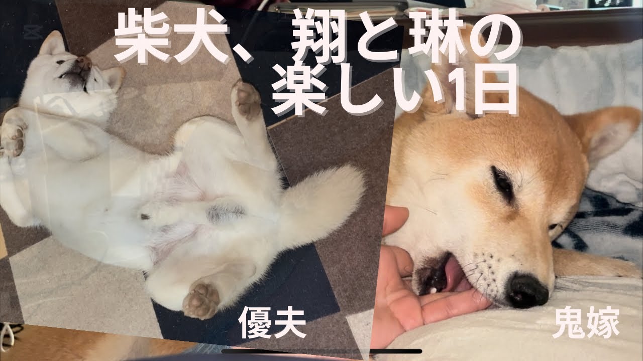 #柴犬＃白柴＃赤柴＃ご飯#散歩＃掃除#ヤンチャガール ＃多頭飼い＃犬のいる生活＃癒し＃可愛い#楽しい1日#6ヶ月＃5才＃鬼嫁＃優夫#あそび#