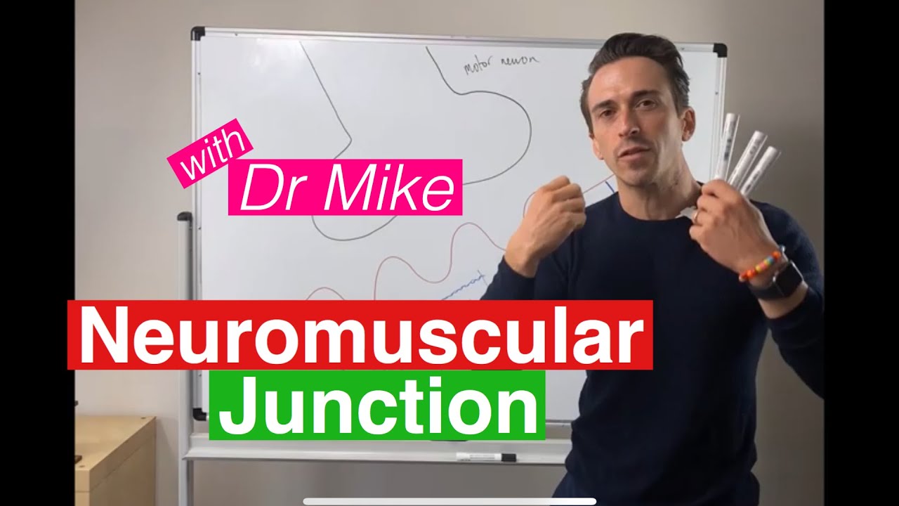 Neuromuscular Junction