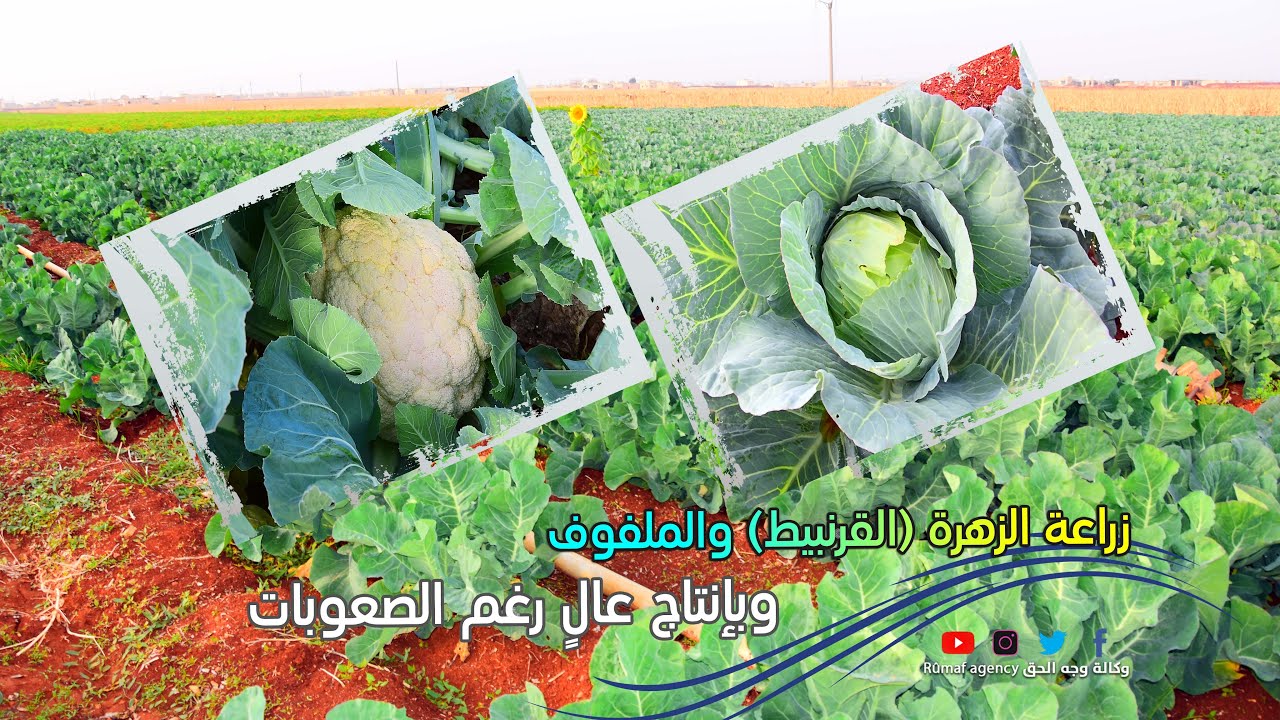 زراعة الزهرة (القرنبيط) والملفوف لأول مرة في ريف حلب الشهباء وبإنتاج عالٍ رغم الصعوبات