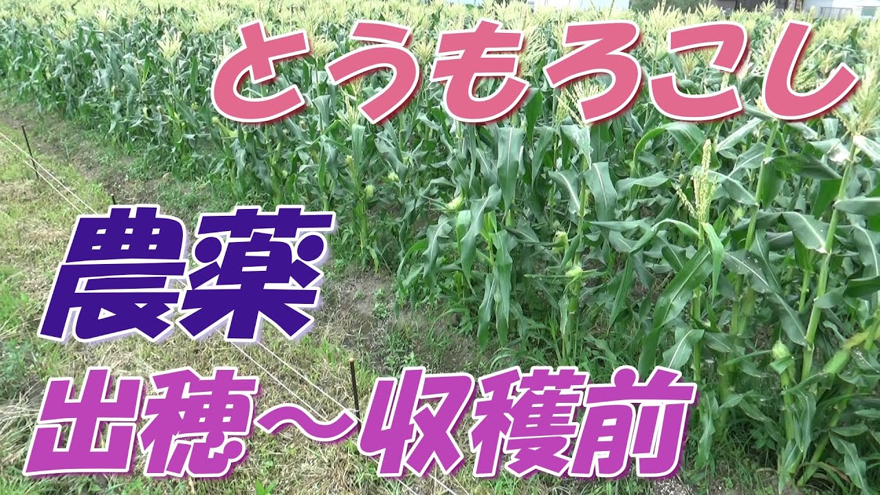 とうもろこしの害虫対策で使う農薬