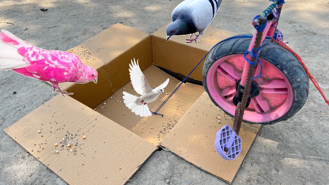Pigeon Hole Trap Using Cardboard With cycle Tools | Birds Trap Just Enterten | @qbtraps