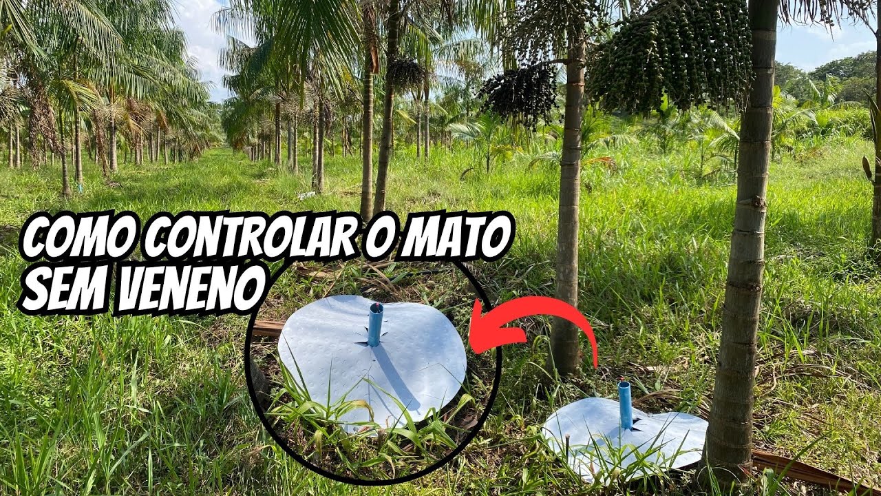 Como controlar o mato sem veneno e sem enxada