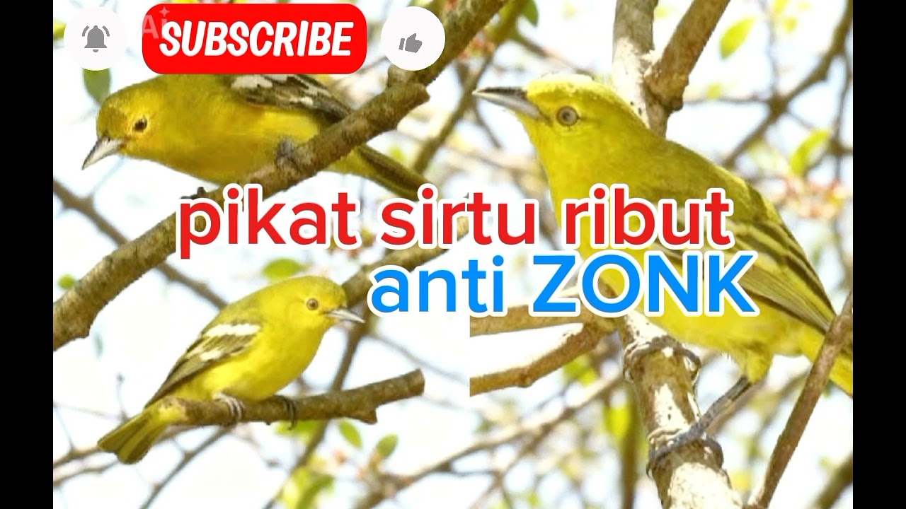 Pikat sirpu ribut, Anti ZONK. @subscribeme1992 