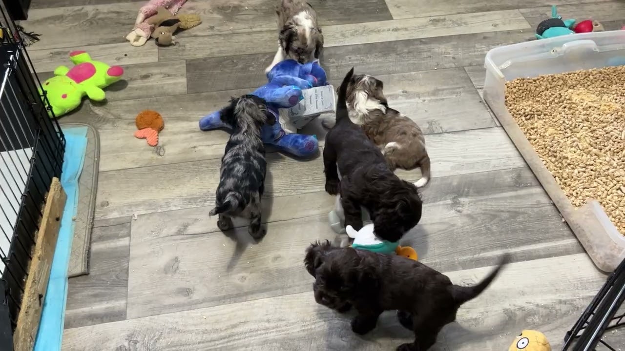 1/8/26 CoCo’s pups. Morning playtime. 