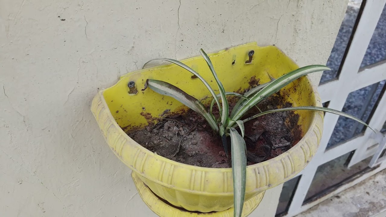 اكثار نبات العنكبوت والعناية به ⚘️🌾جنتي حديقتي🌾⚘️