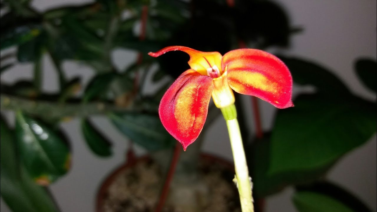 Масдеваллия(Masdevallia ignea)пересадка