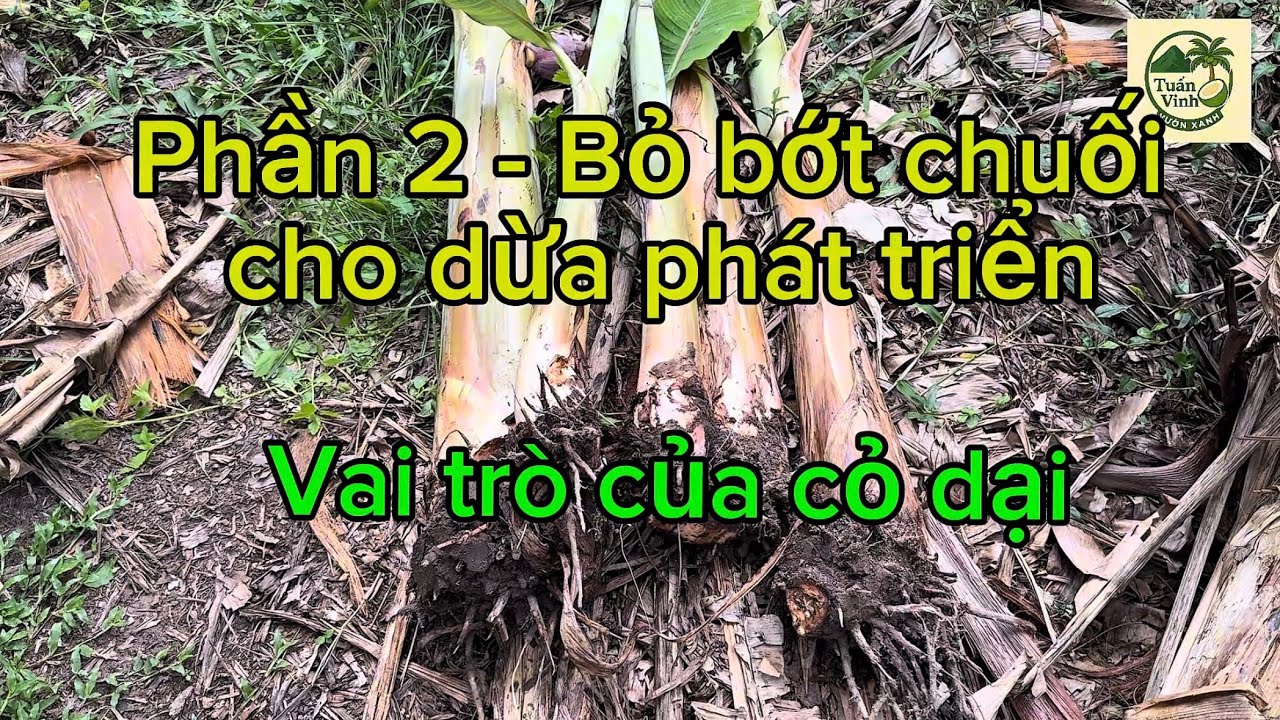 #6 | LƯU Ý KHI TRỒNG XEN CHUỐI TRONG VƯỜN DỪA P2 | TUẤN VINH VƯỜN XANH