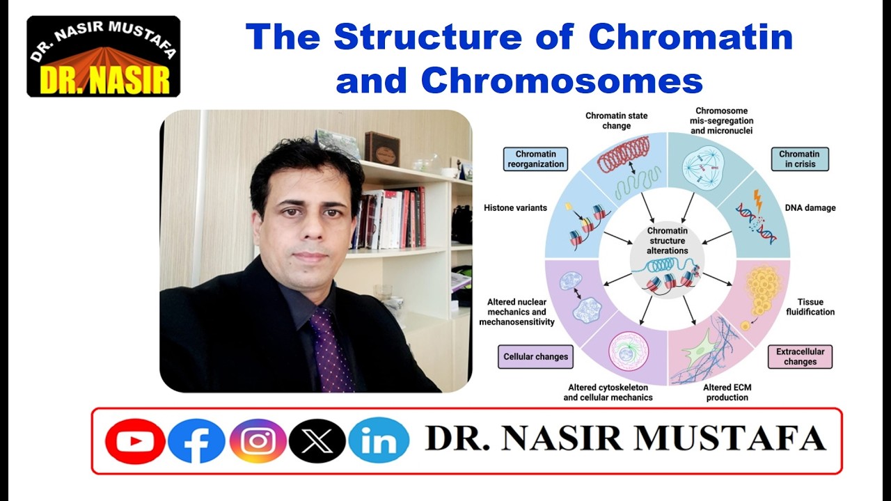 🧬 The Structure of Chromatin and Chromosomes | Medical Biology Lecture