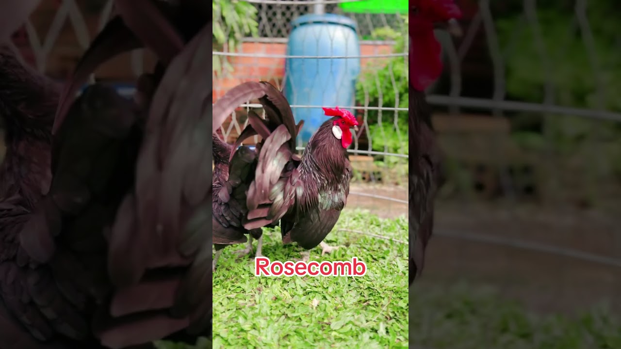 G&agrave; Rosecomb #gakieng