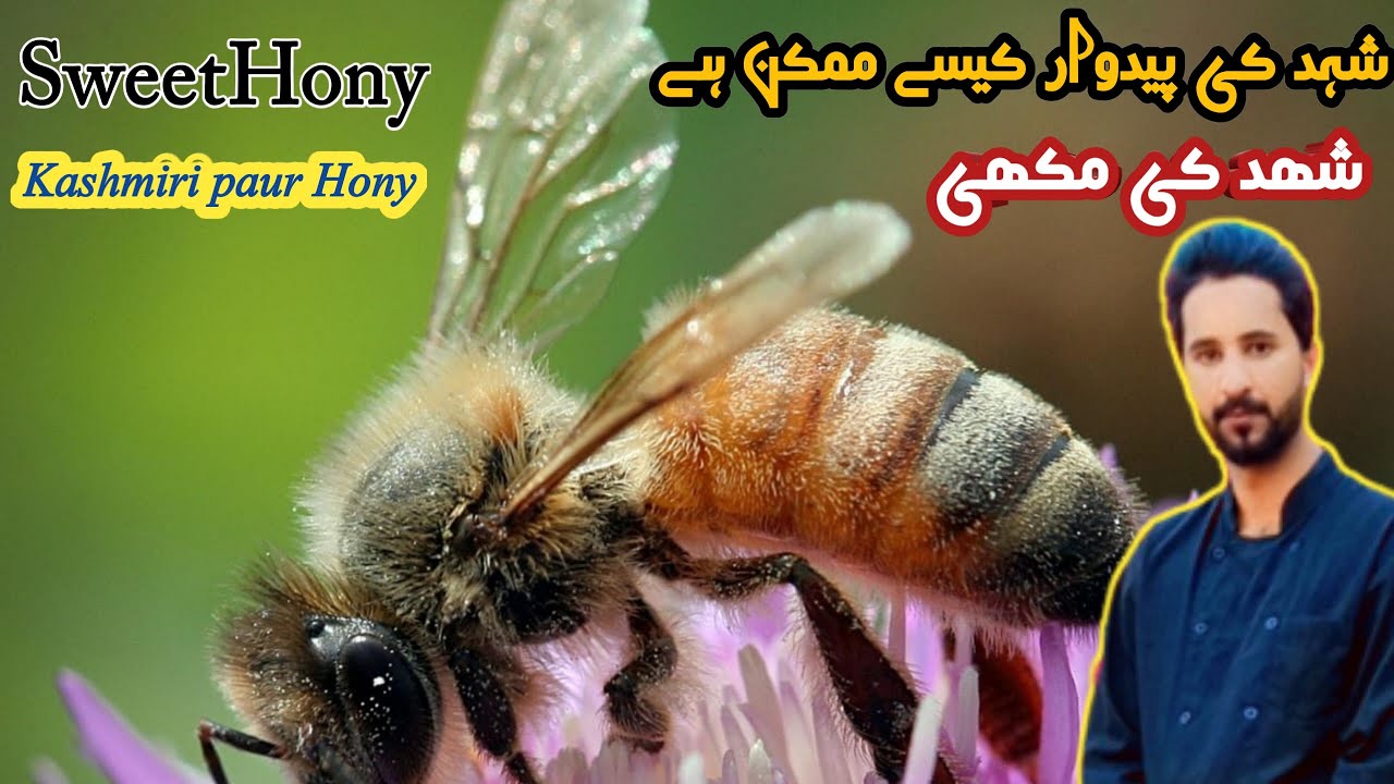 how is honey production possible | Honey Mass Production Process by Korean Beekeeping | toseef diary