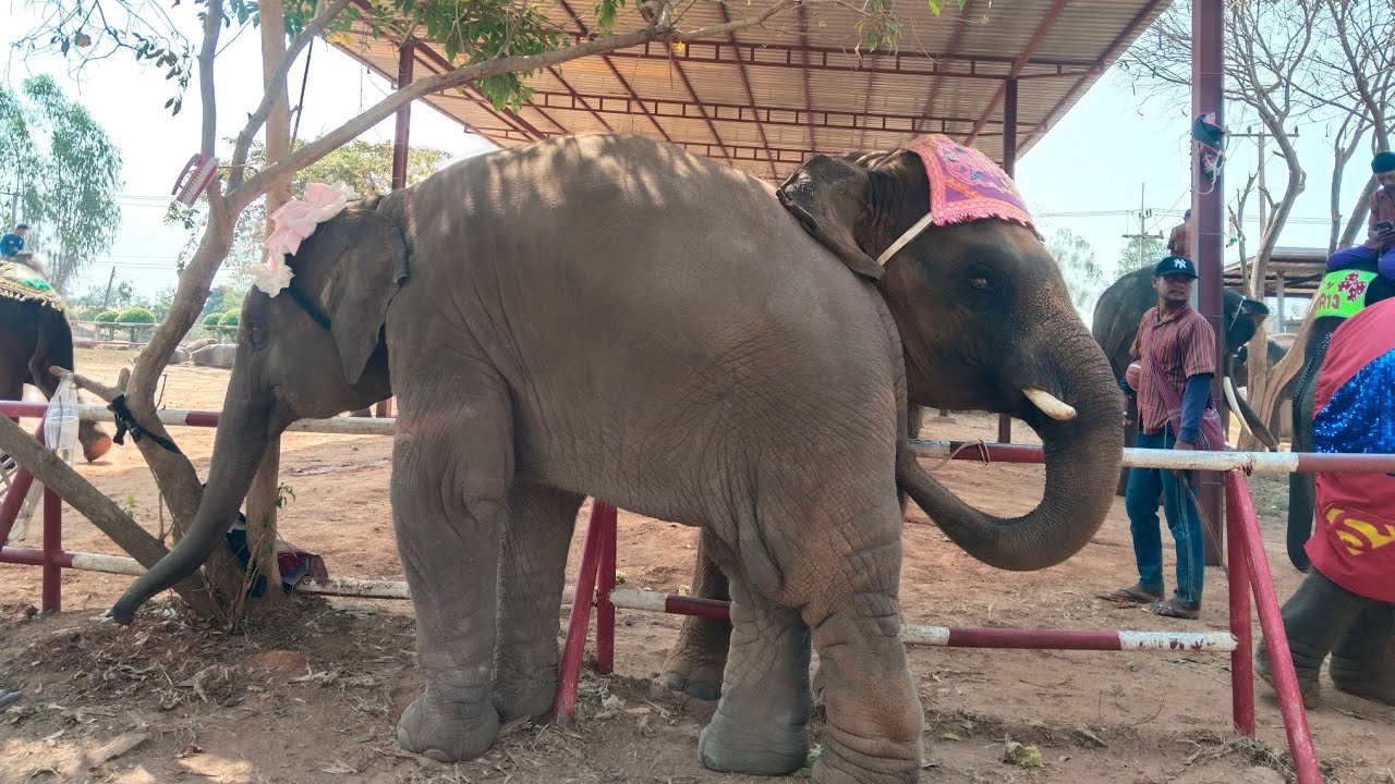 ลูกไภ้แม่นางมาแล้วสาวเจ้า