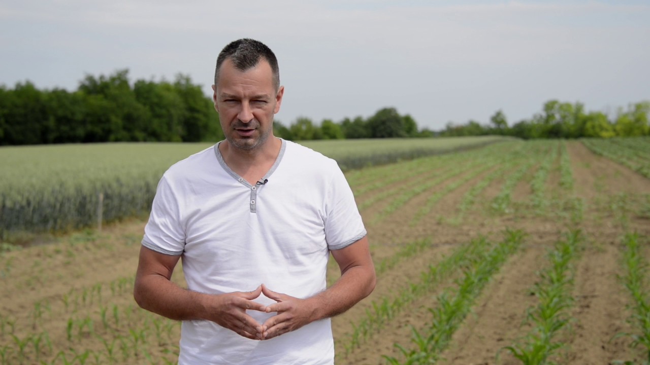 Kukorica starterrel és anélkül - így néz ki!