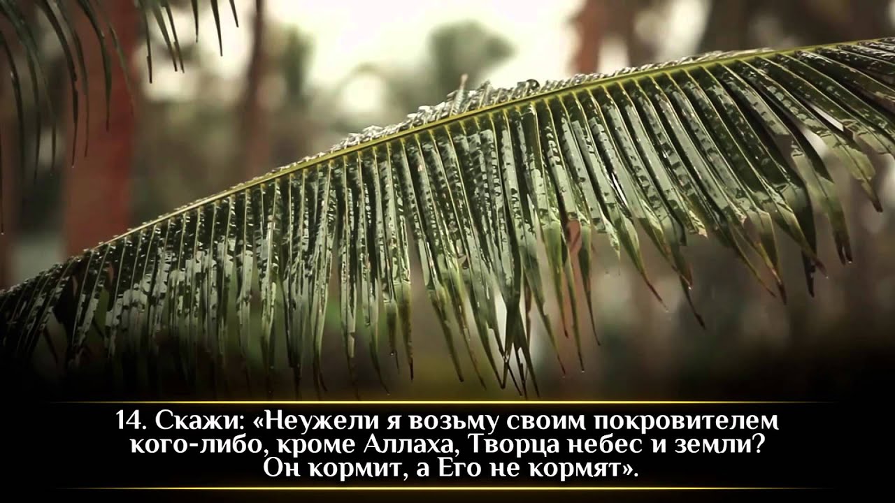 Идрис Абкар. Сура 6 «Скот» 1-35. (задумайтесь же над этими аятами)