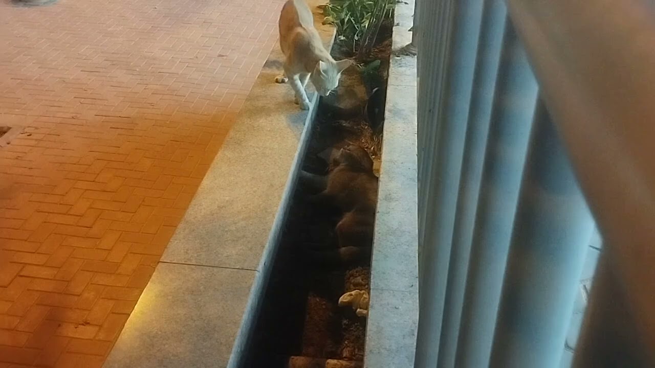 Cat vs Cat Dangerous Fight 🙀#viralvideos
