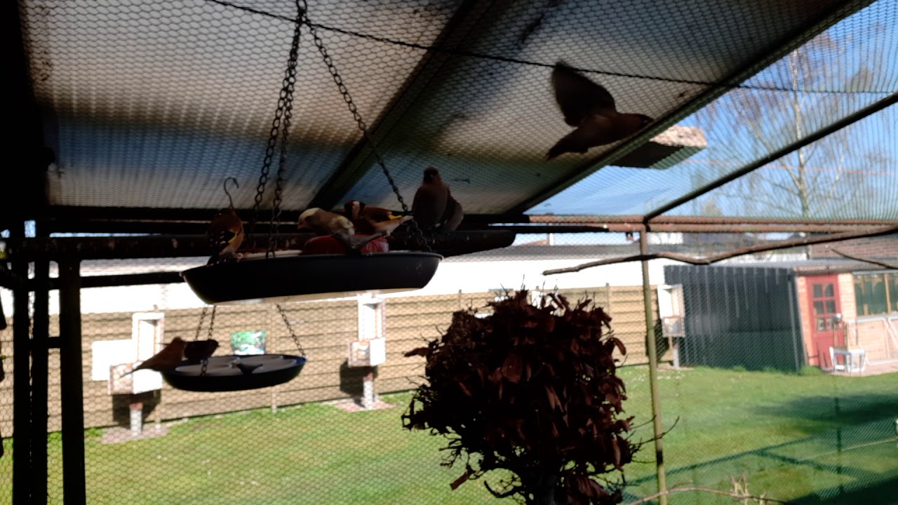 Een klein waaiertje van Europese vogels verzamelen zich rond het eivoer 🥚🍴