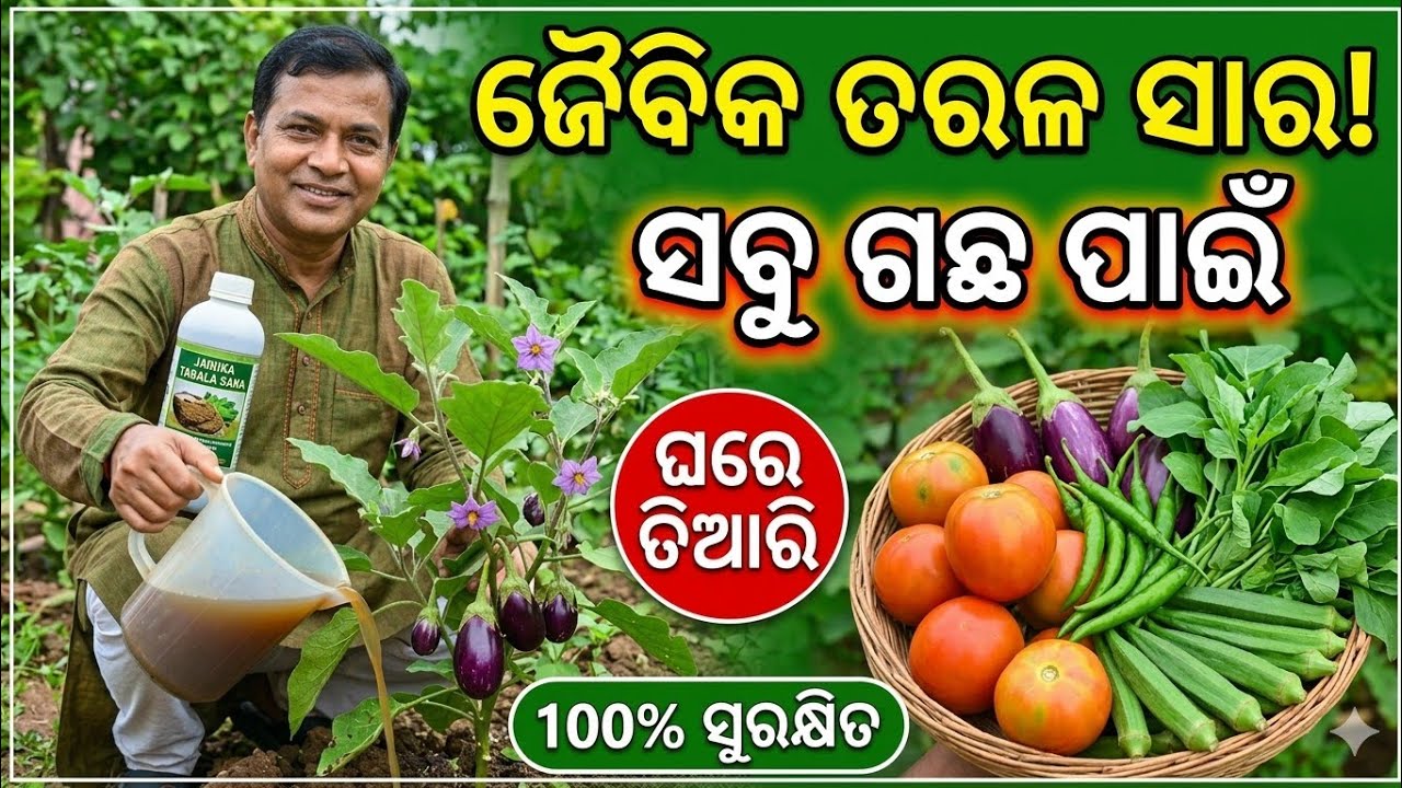 ଜୈବିକ ତରଳ ସାର N.P.K 10-10-10,🌿Organic Fertilizer 10-10-10–Best Balanced Plant Food for Fast Growth.