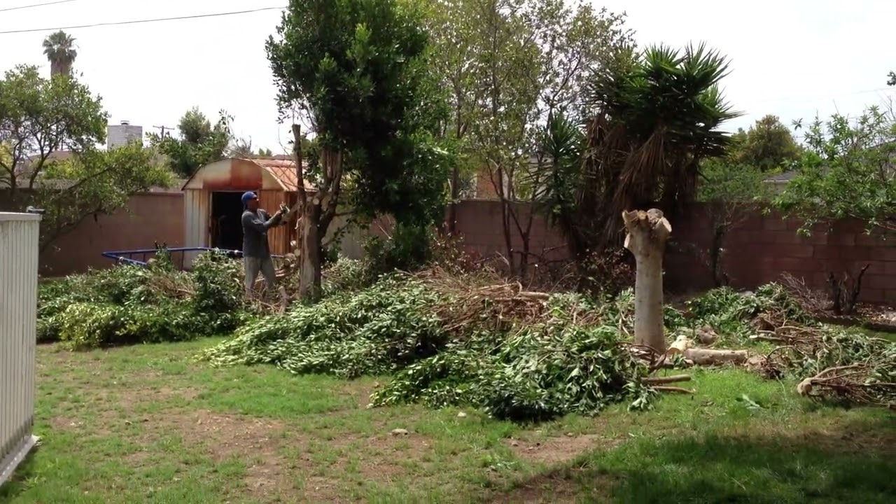 Jun 2013   Tree Removal 4