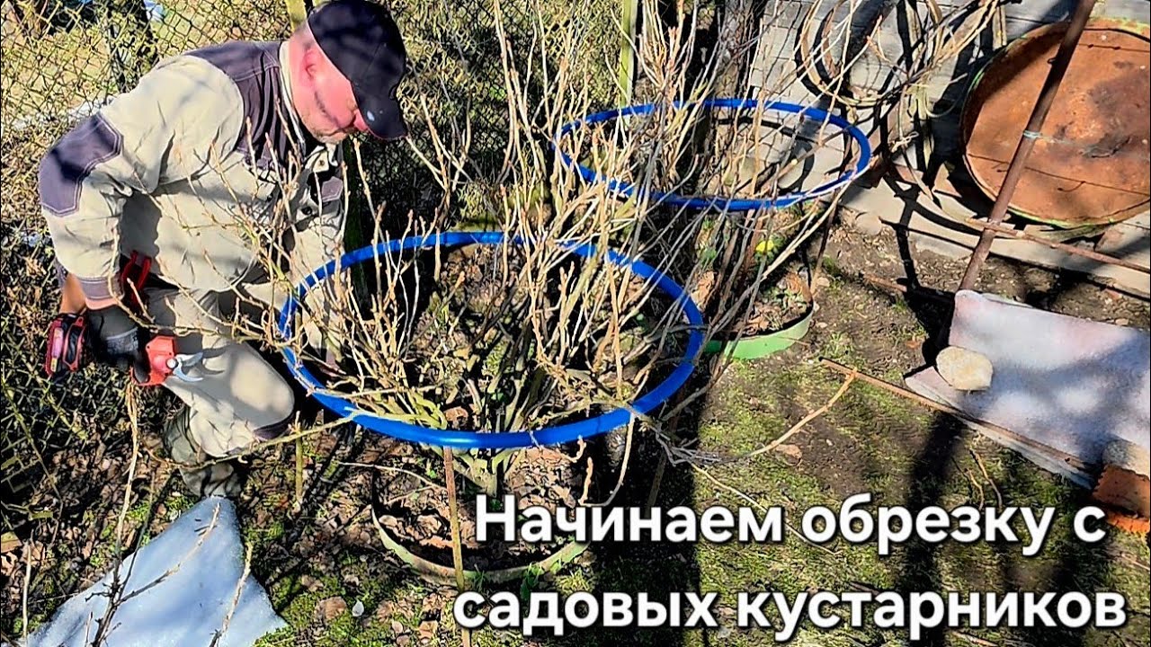 Начинаем обрезку с садовых кустарников. 14 марта 2026